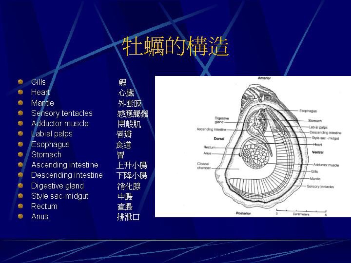 牡蛎 俗称蚝,生蚝,别名蛎黄,蚝白,海蛎子.