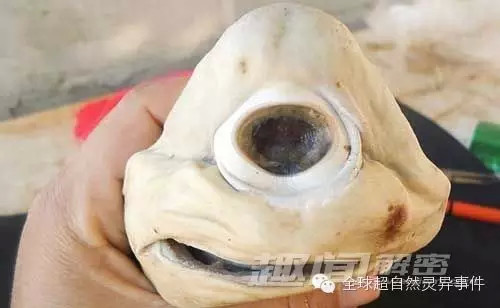 科学家此前就曾多次发现独眼鲨鱼胎儿.但他们一直未能在母体外捕获
