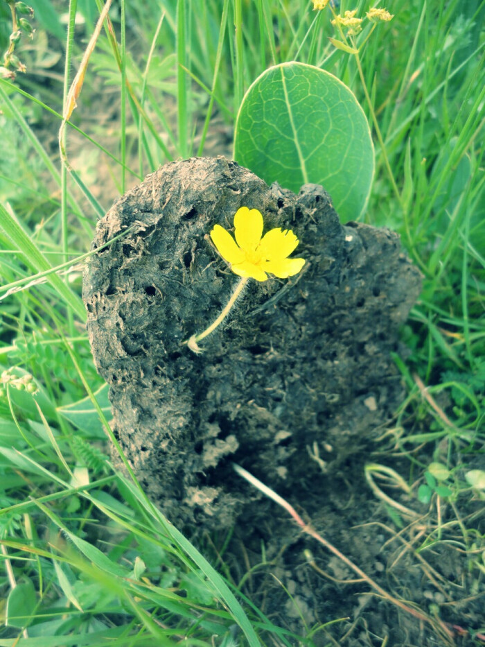 牛粪与花