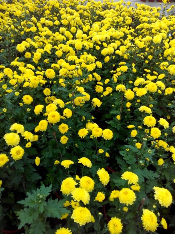 菊花海 