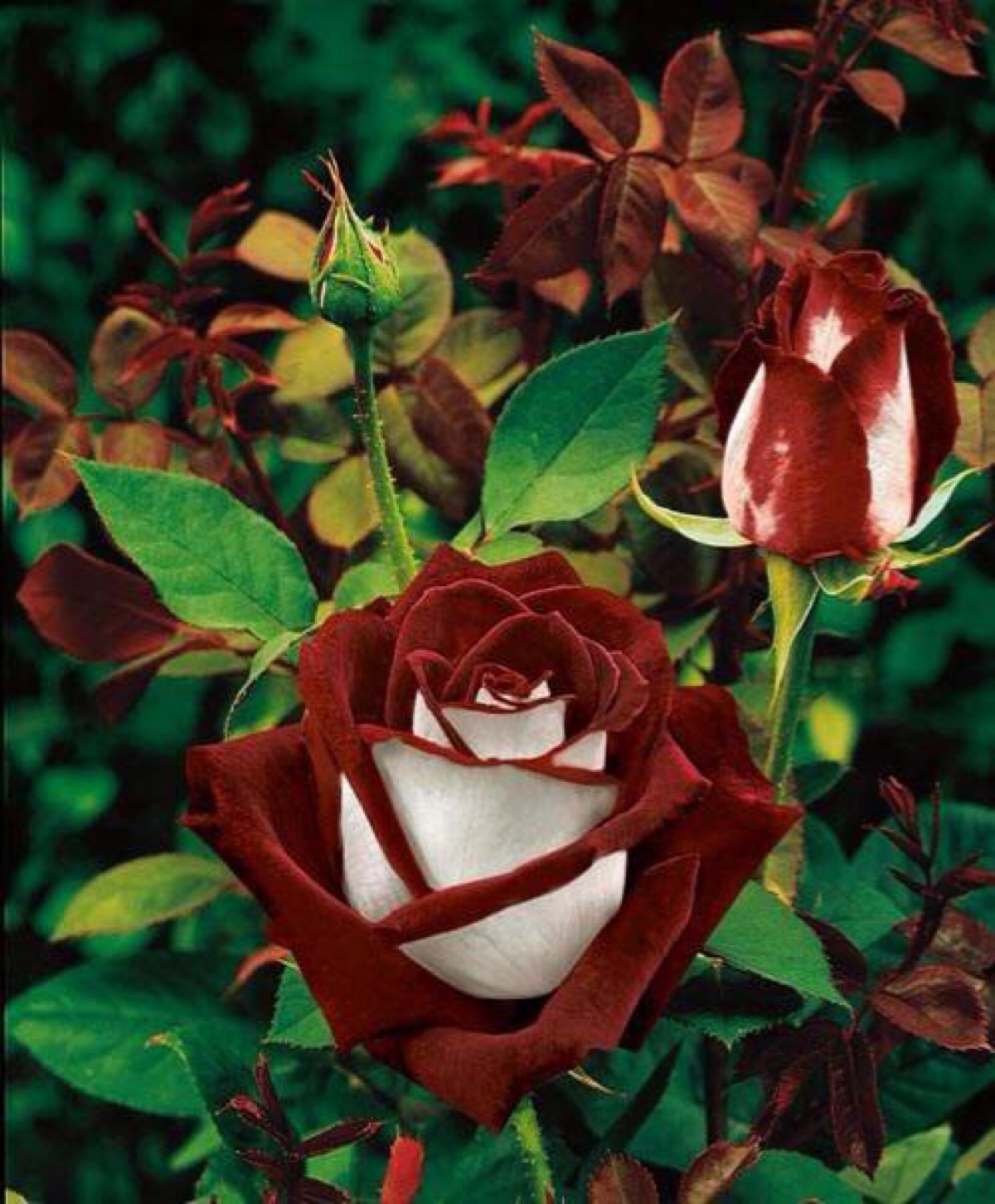 osiria rose,一种红白双色的特殊玫瑰 图源于微博 by细水长流