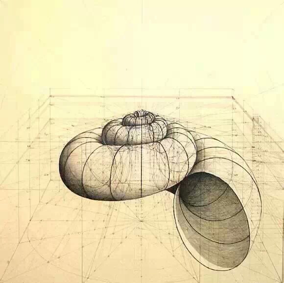 数学与美术的完美结合★蜗牛壳