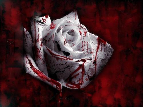 血玫瑰 