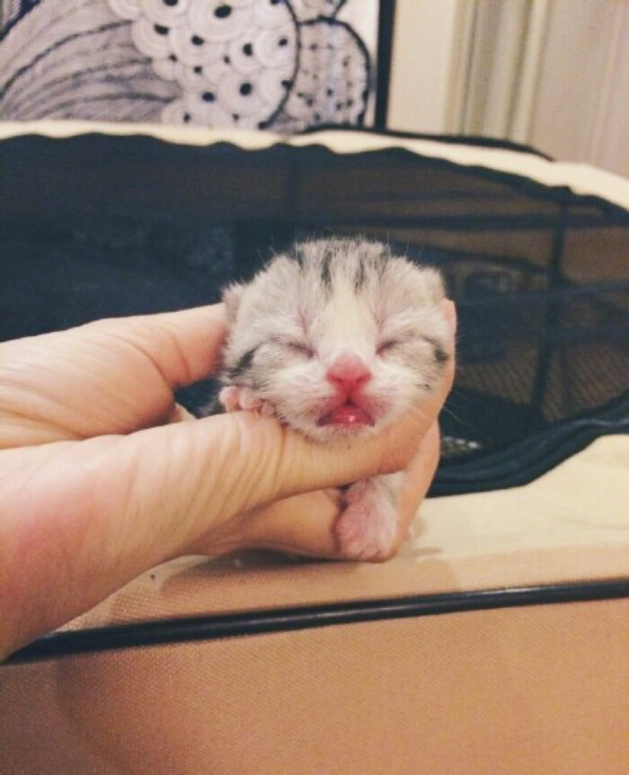 刚出生的小萌猫!