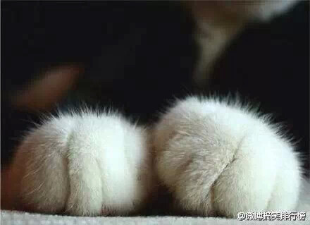萌萌的猫爪爪