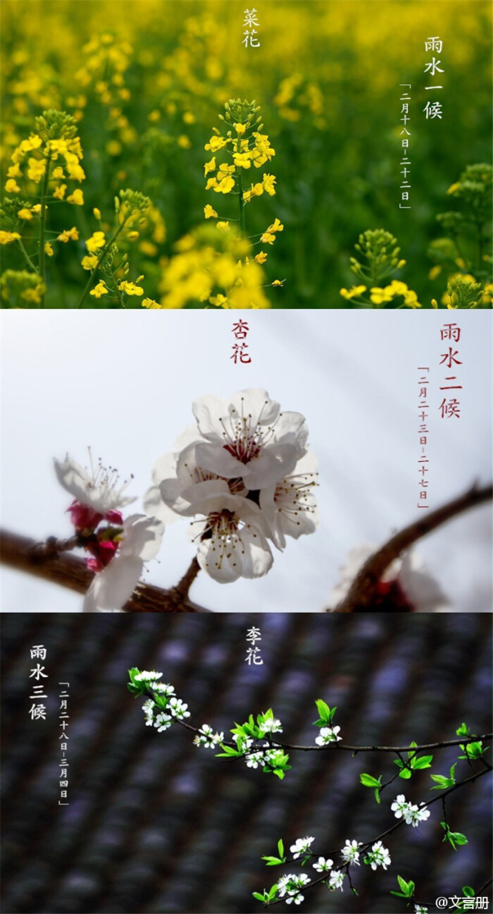 【二十四番花信风】风有信 ,花不误.岁岁如此,永不相负.