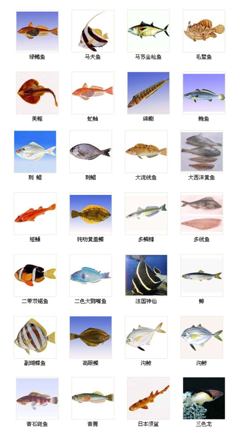 海鱼种类