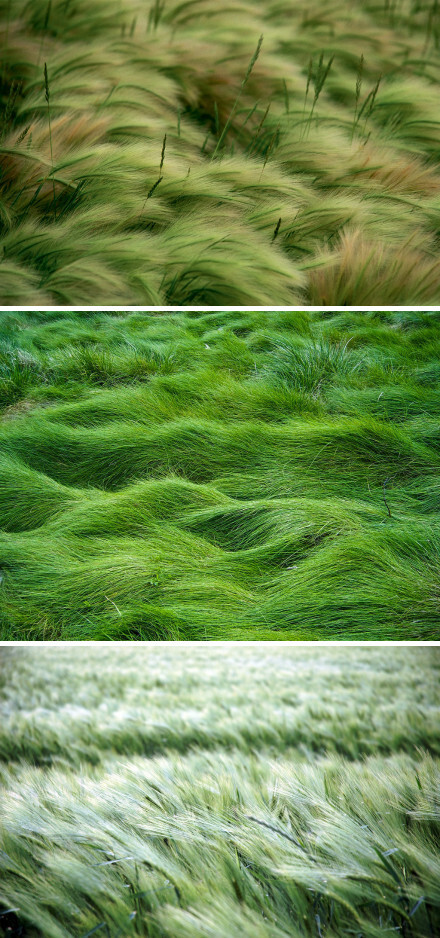 你见过风吹过草坪吗,像绿色的波浪,一浪又一浪