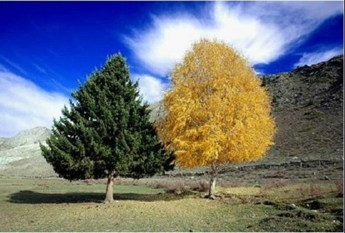 新疆可可托海夫妻树 四季相伴,长年厮守