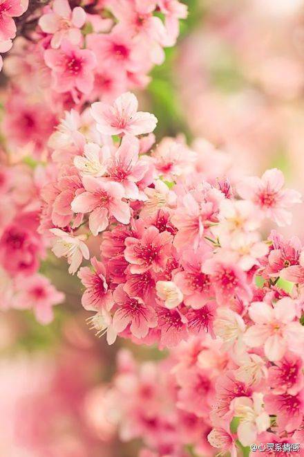 美图 美好 画面 风景 花朵 灿烂 壁纸