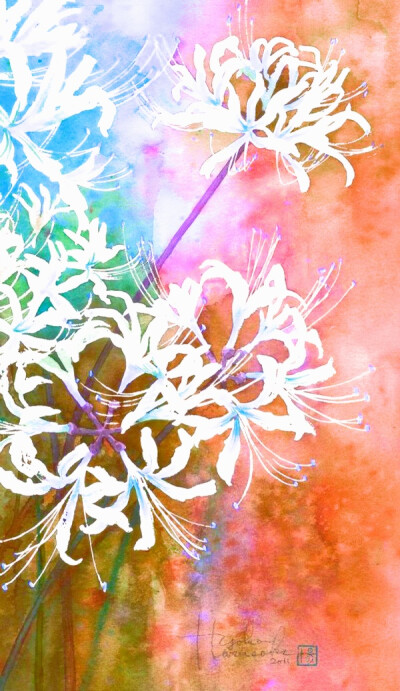 曼陀罗华 彼岸花 水彩 花语:无尽的思念,绝望的爱情,天堂的来信.