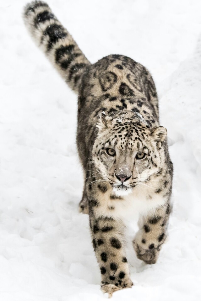 雪豹!雪中精灵!美丽的动物!