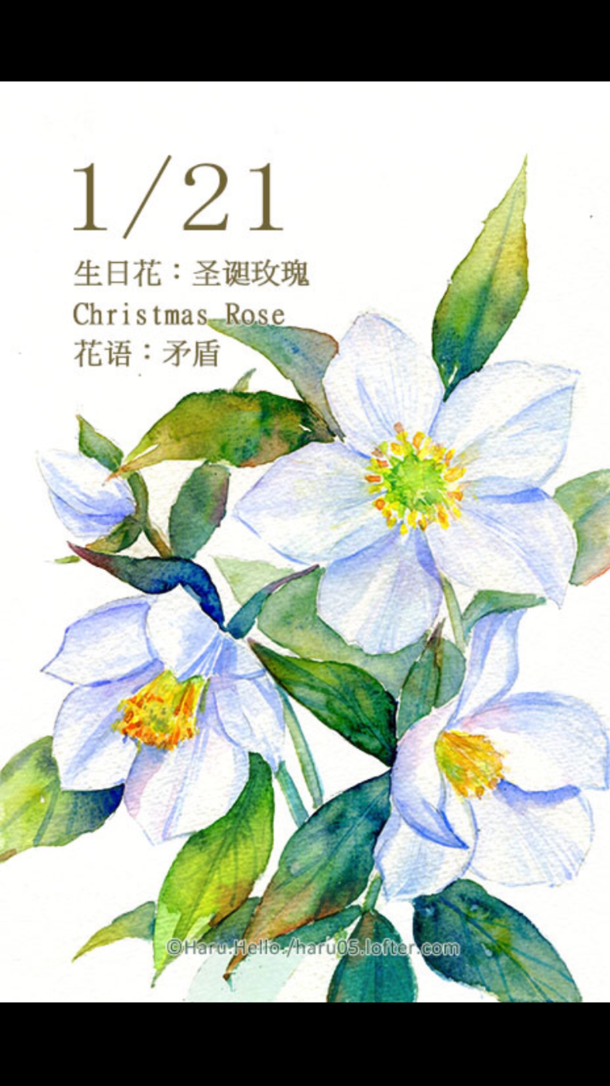 水彩 生日花