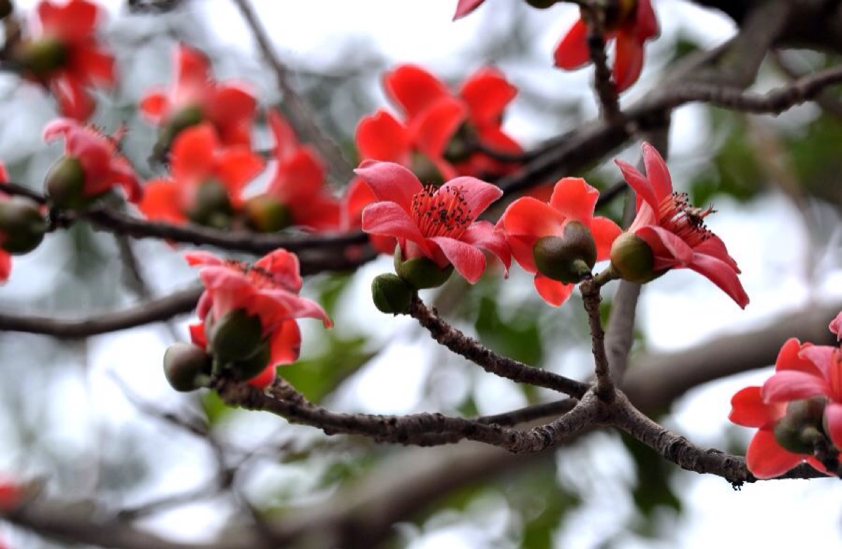 木棉花桔红色,3～4月开花,先开花后长叶,树形具阳刚之美.