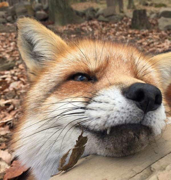 头像 动物 狐狸