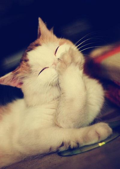 萌宠――猫咪,可爱的,睡觉的哈欠