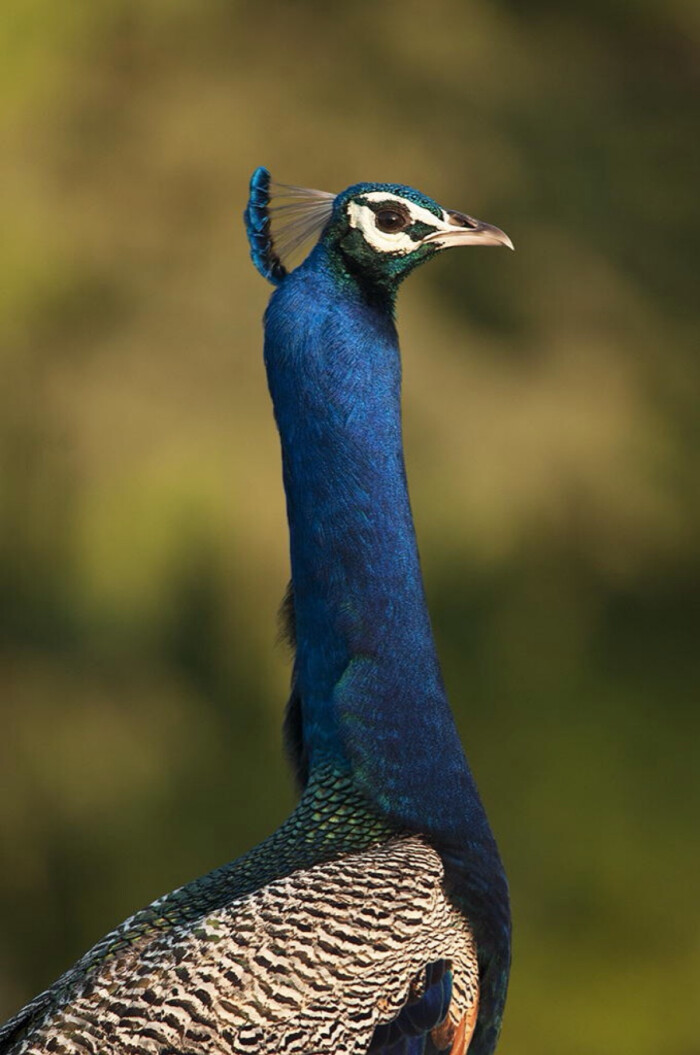 孔雀peacock