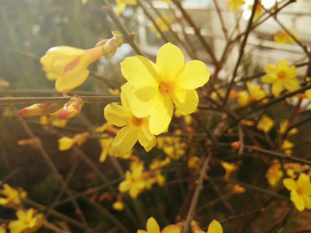 三月三日,迎春花.