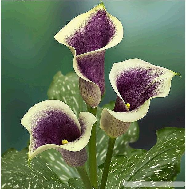 马蹄莲,别名观音莲,慈姑花 花语:幸福,纯洁,象征"圣法虔诚,永结同心