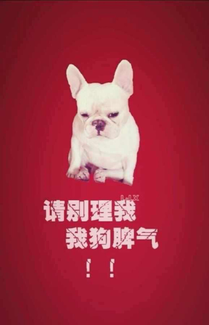 西班牙斗牛犬