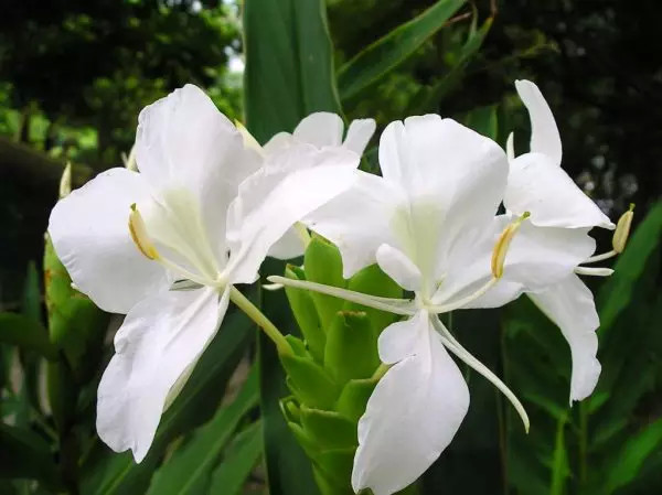 古巴国花——圣洁的姜花