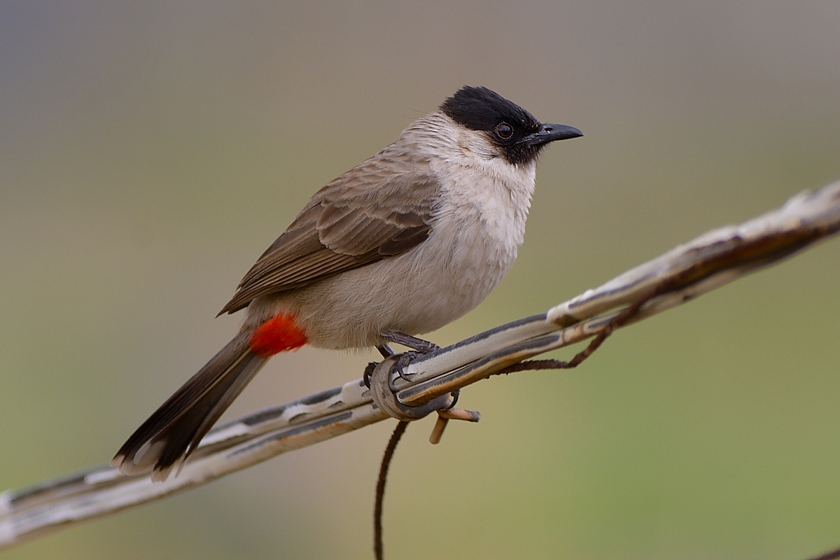 白喉红臀鹎(学名:pycnonotus aurigaster )为鹎科鹎属的鸟类.