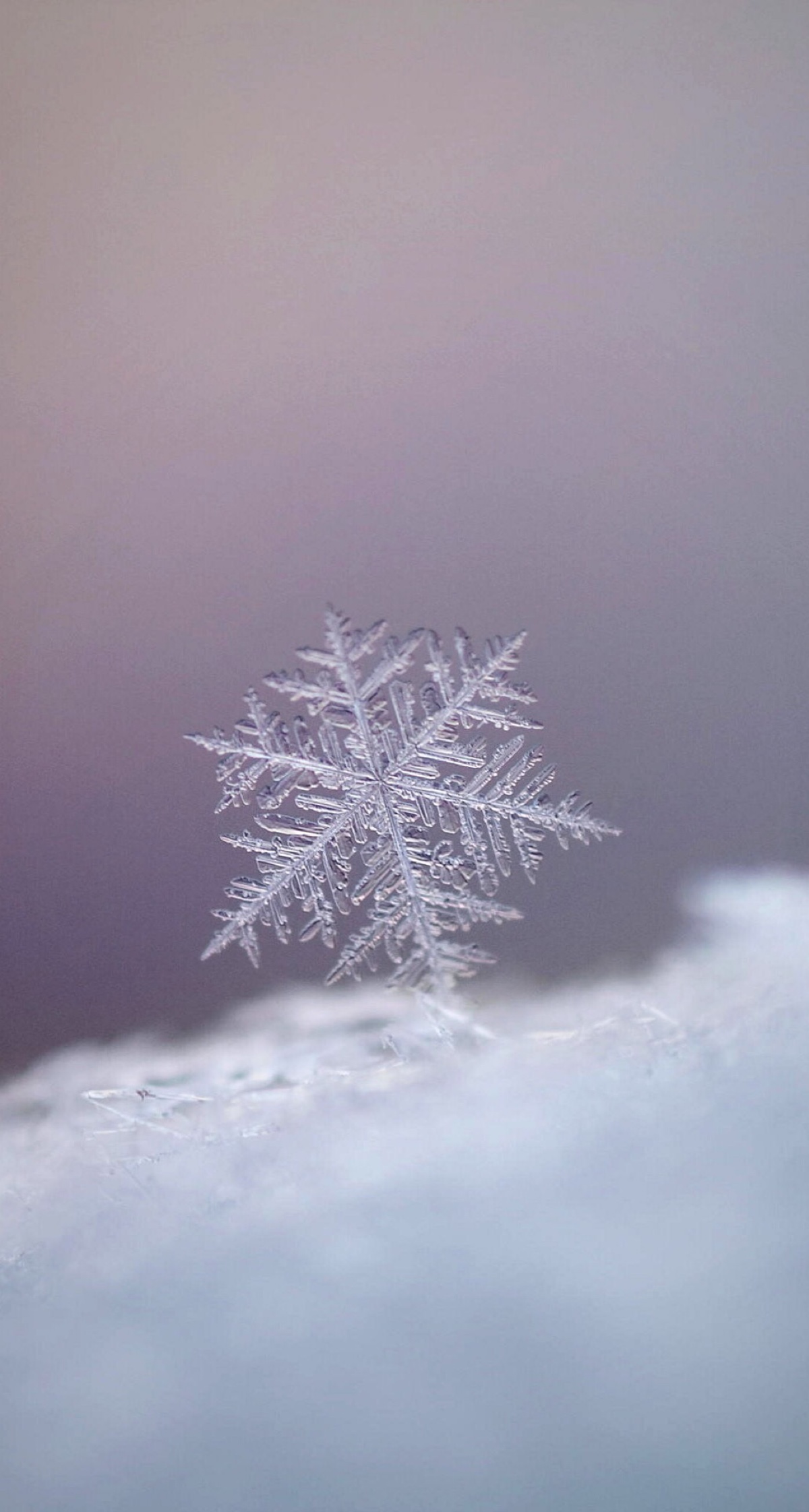 雪花 壁纸