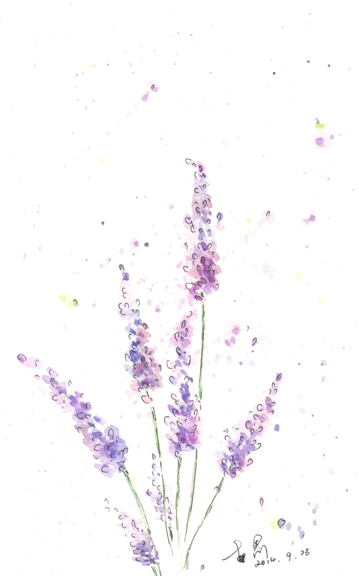 薰衣草 壁纸