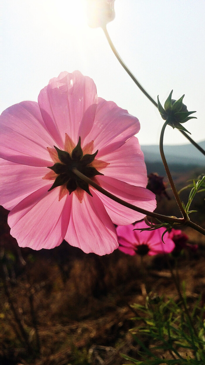 壁纸!风景,花朵.