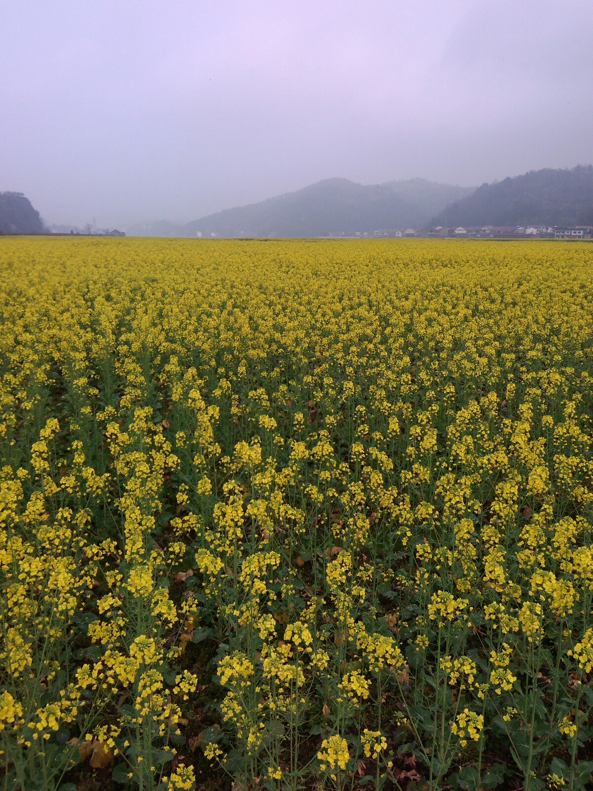 油菜花田