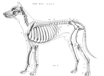 狗骨架