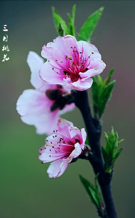 【叁月花开】桃花——花语:爱情的俘虏.*灼灼桃花,三千繁华.