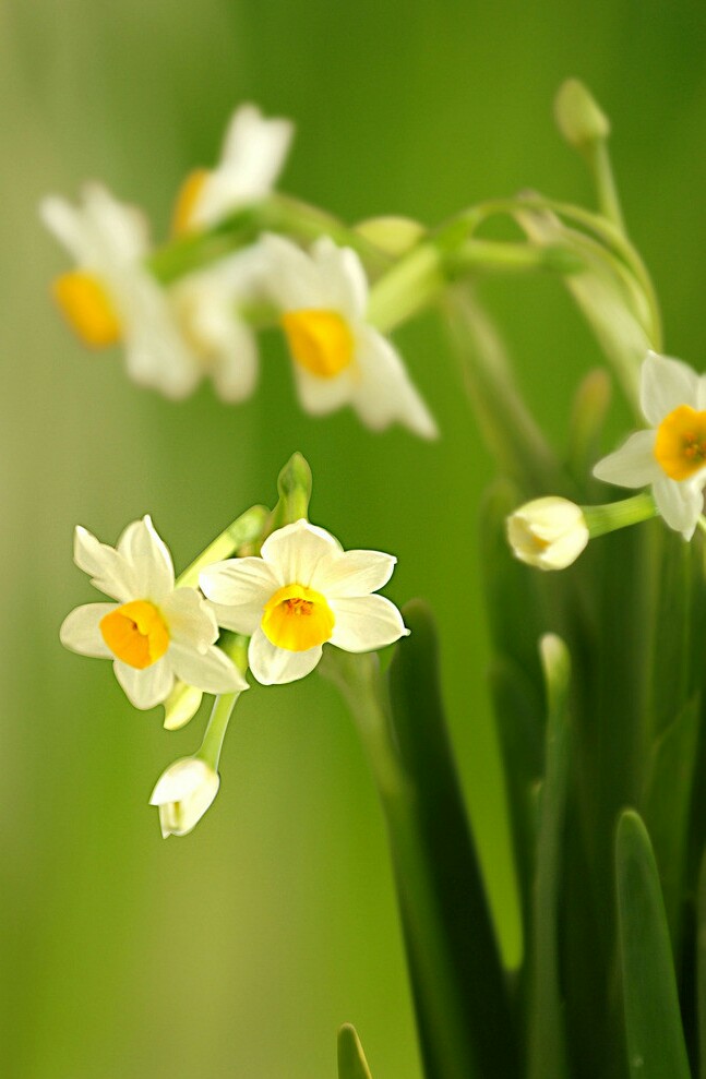 【叁月花开】水仙花——花语:想你/期盼爱情.