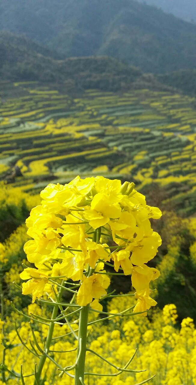 【叁月花开】油菜花——花语:加油.*油菜花开,开满思念的海洋.