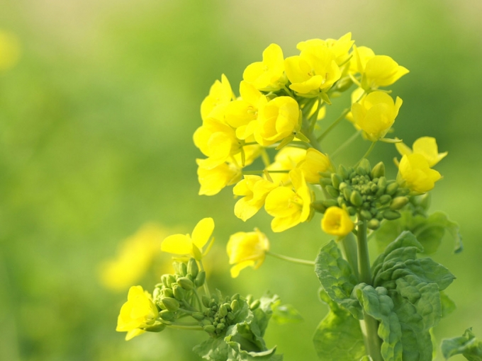 【叁月花开】油菜花——花语:加油.*油菜花开,开满思念的海洋.