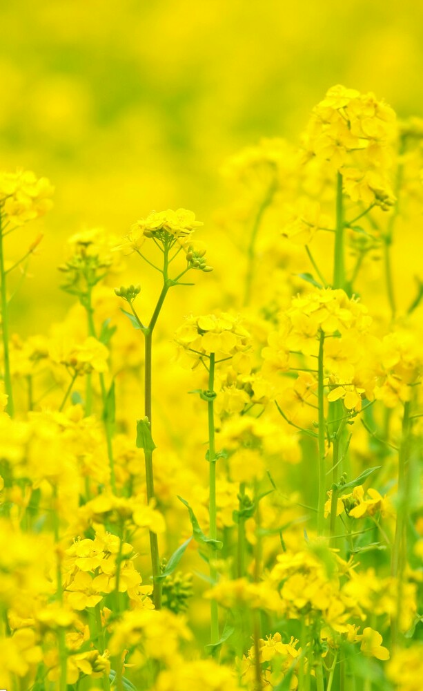 【叁月花开】油菜花——花语:加油.*油菜花开,开满思念的海洋.