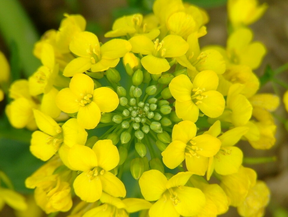 【叁月花开】油菜花——花语:加油.*油菜花开,开满思念的海洋.