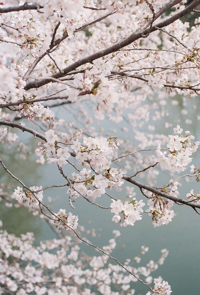 浪漫樱花