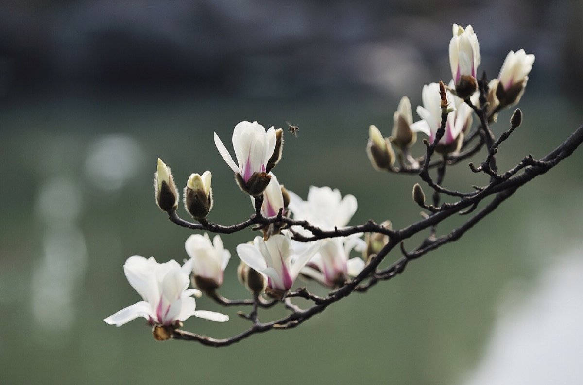 中国著名的花木,北方早春重要的观花树木,上海市市花.