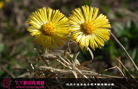 15生日花:款冬蒲公英(coltsfoot) 花语…-堆糖,美好