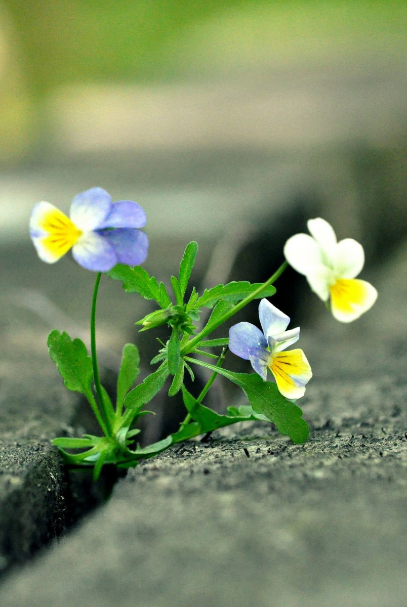 【叁月花开】(黄)三色堇——花语:忧喜参半.