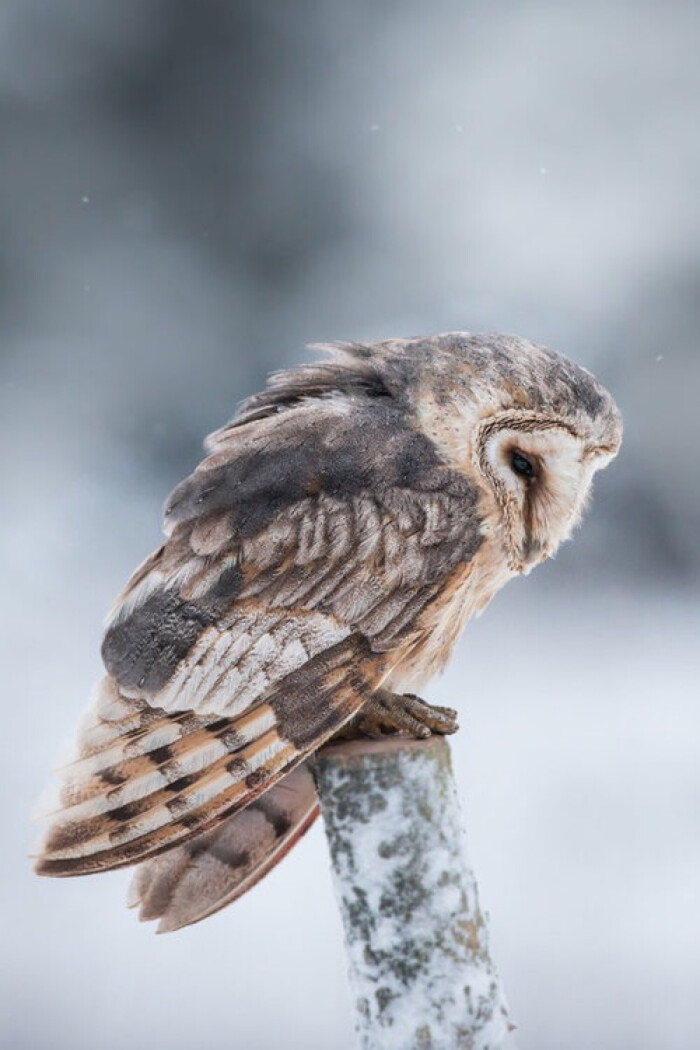 barn owl by susanna chan