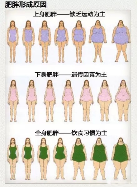 肥胖形成原因