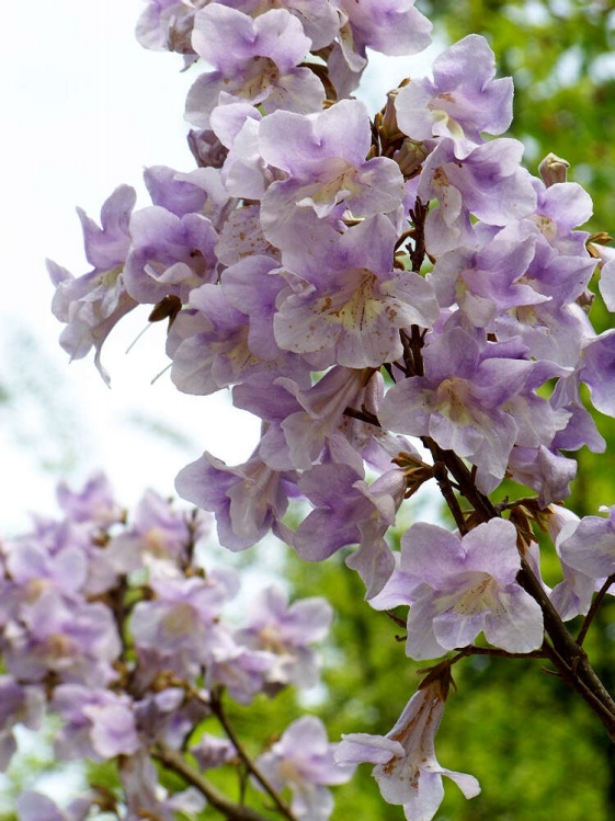 【叁月花开】泡桐花(皇后树,紫花树,桐木树)——花语:永恒的守侯/期待