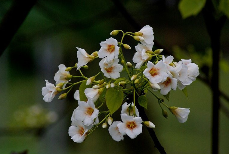 【叁月花开】泡桐花(皇后树,紫花树,桐木树)——花语:永恒的守侯/期待