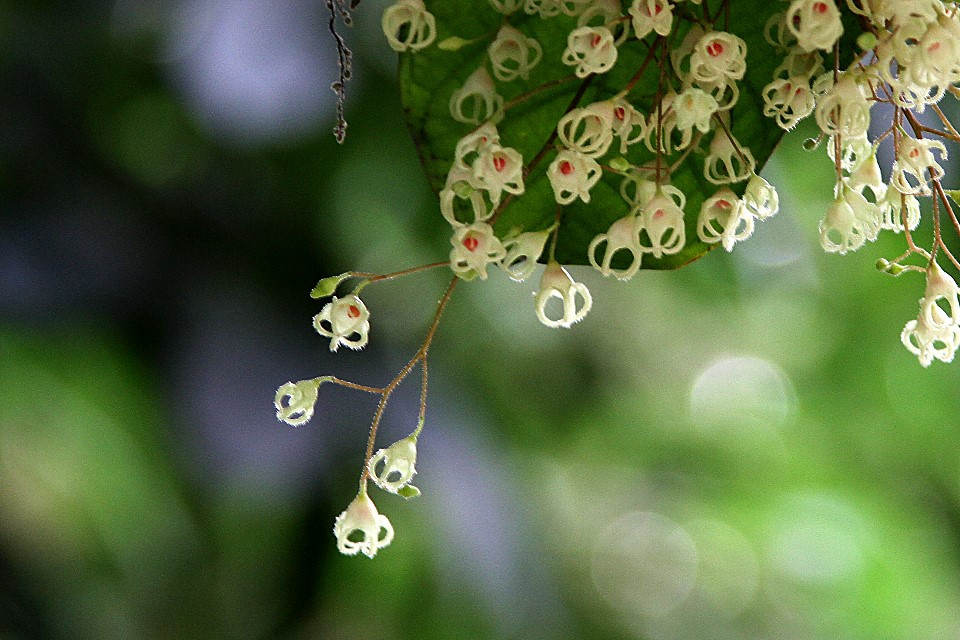 苹婆花