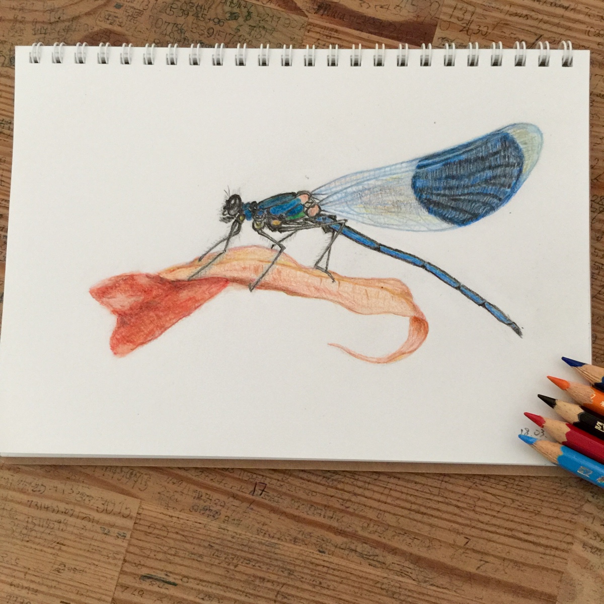彩铅画_蜻蜓