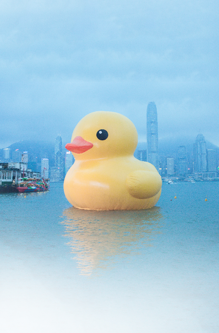 iphone 6 壁纸 b duck 香港