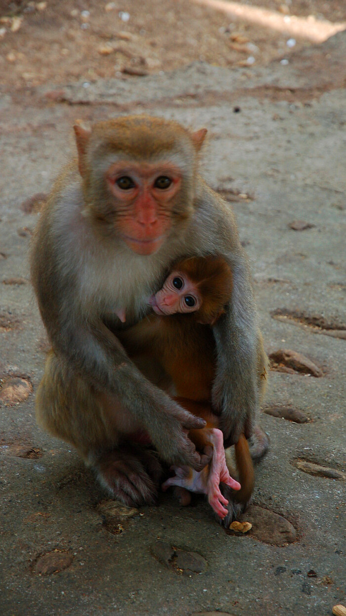 广西龙虎山自然保护区的猴子.