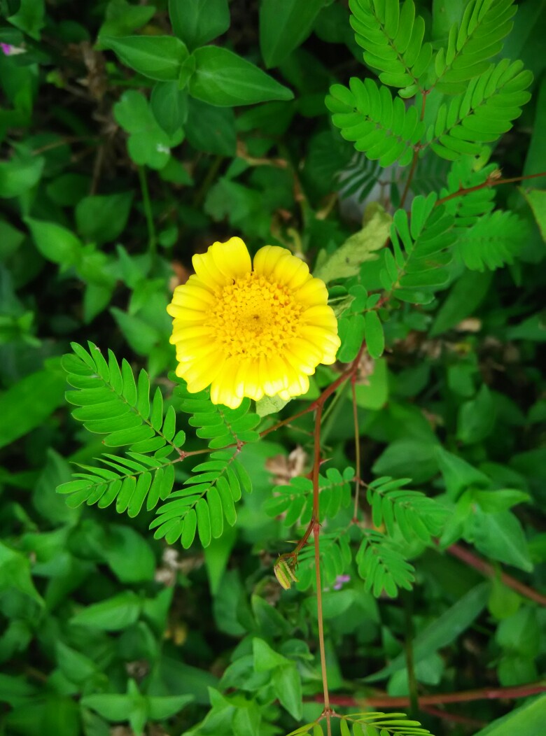 小野花